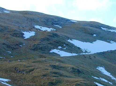 Herd of 36 red deer.