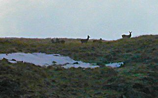 Group of female deer near Hart Crag