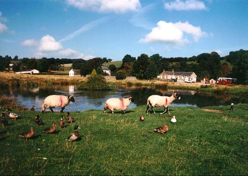 Sheep and Ducks